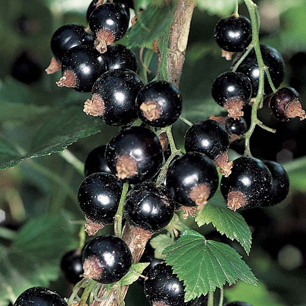 1 Plant Blackcurrent 9cm Soft Fruit Plants Top Quality Lincolnshire Grown