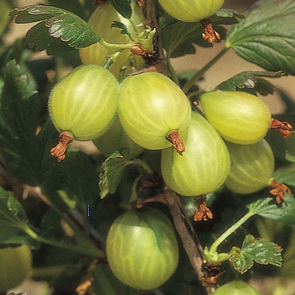 Gooseberries