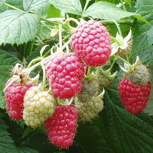 Rasberries