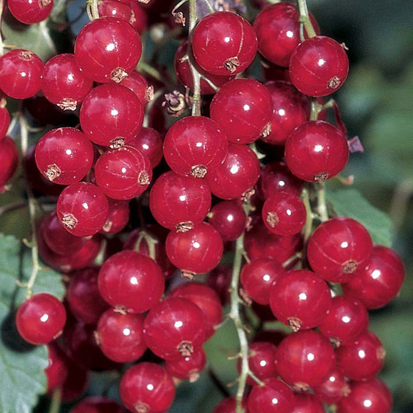 Redcurrants