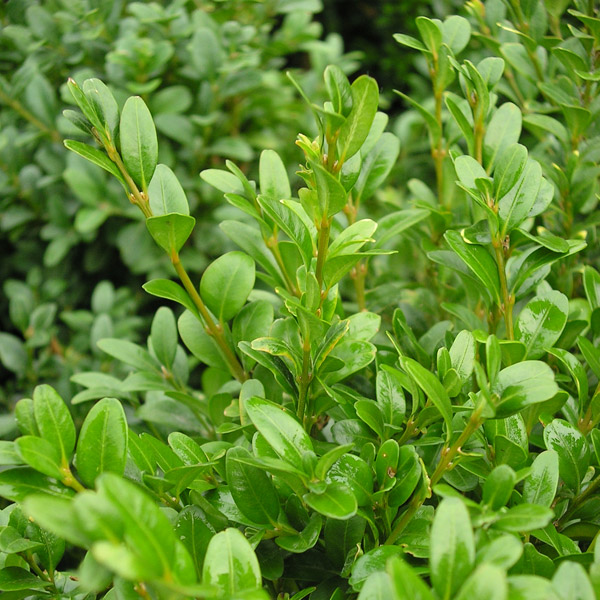 Buxus - Box Hedging