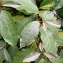 Elaeagnus ebbingei