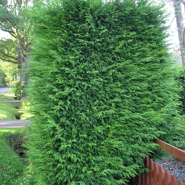 Leylandii hedging