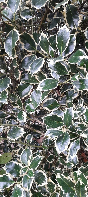 Holly instant evergreen hedging