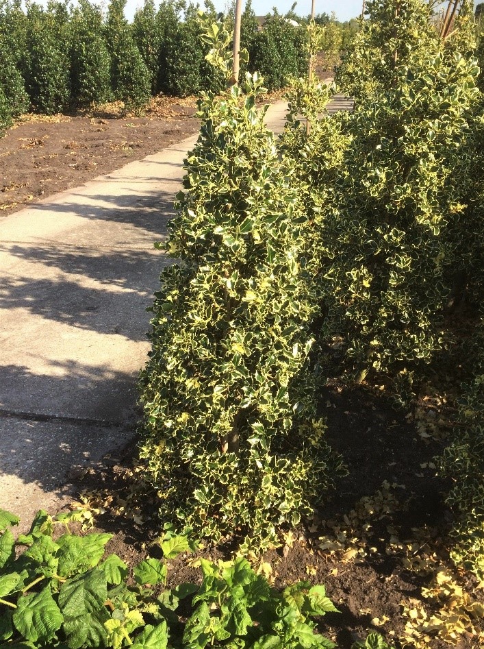 Variegated holly Argentea Marginata