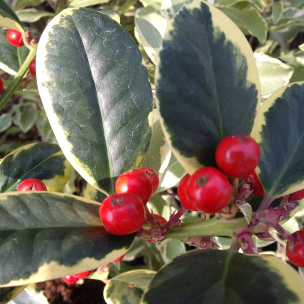 Ilex - Golden King