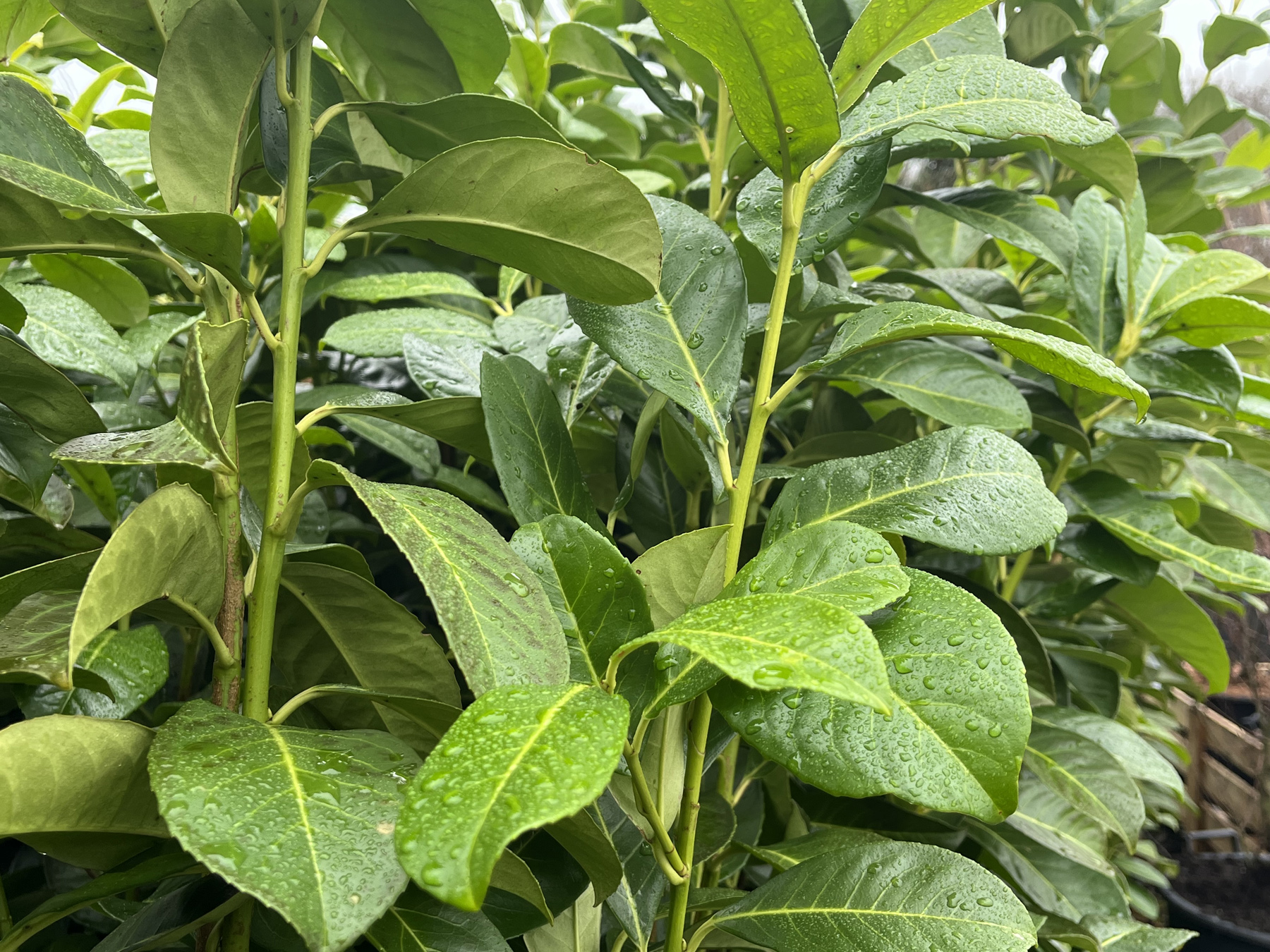 Cherry Laurel Prunus Laurocerasus hedging plant