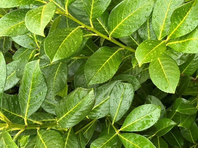 Cherry Laurel Prunus Laurocerasus hedging plant