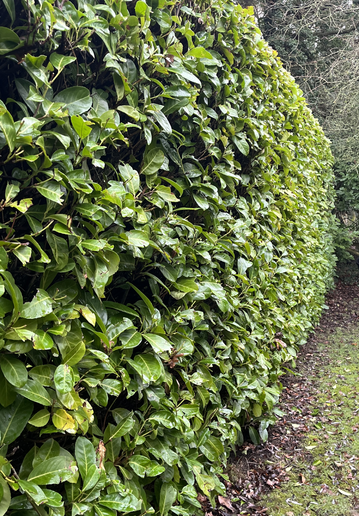 Cherry Laurel Prunus Laurocerasus hedge