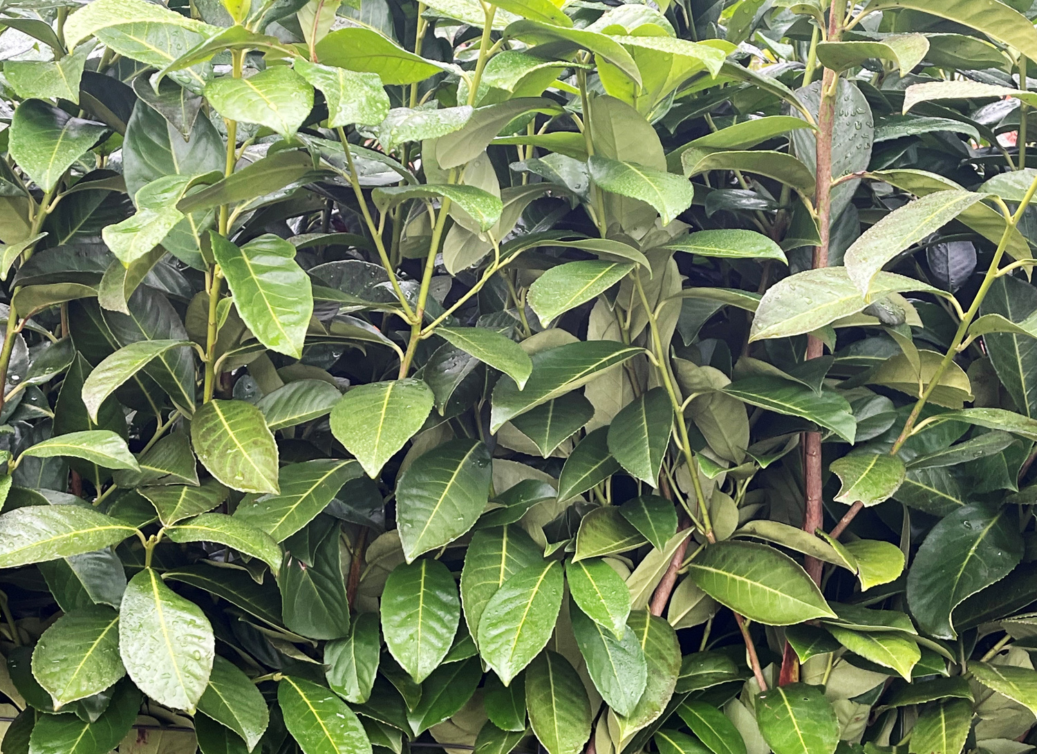 Cherry Laurel hedging