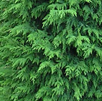 cupressocyparis leylandii - green