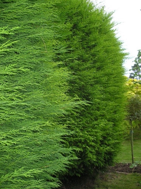 Leylandii hedge