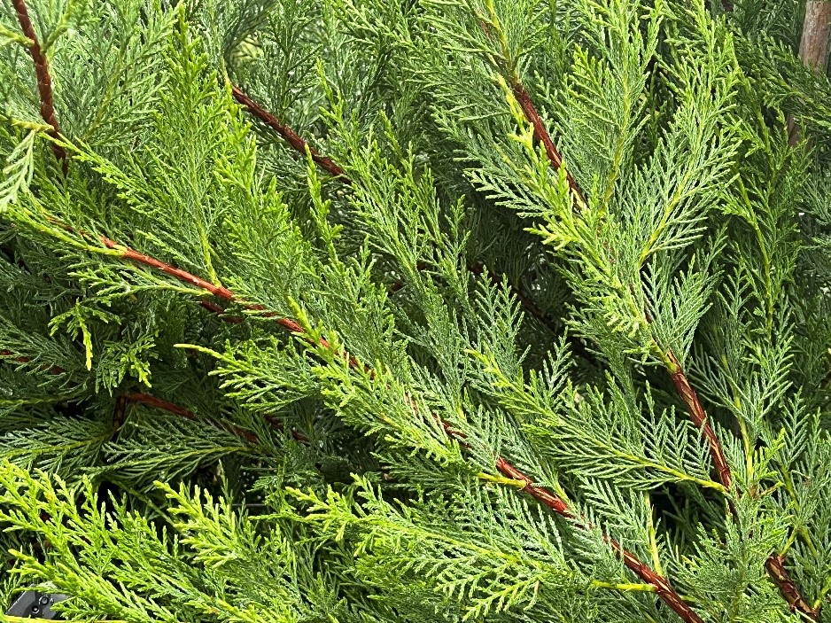 Leylandii leaves