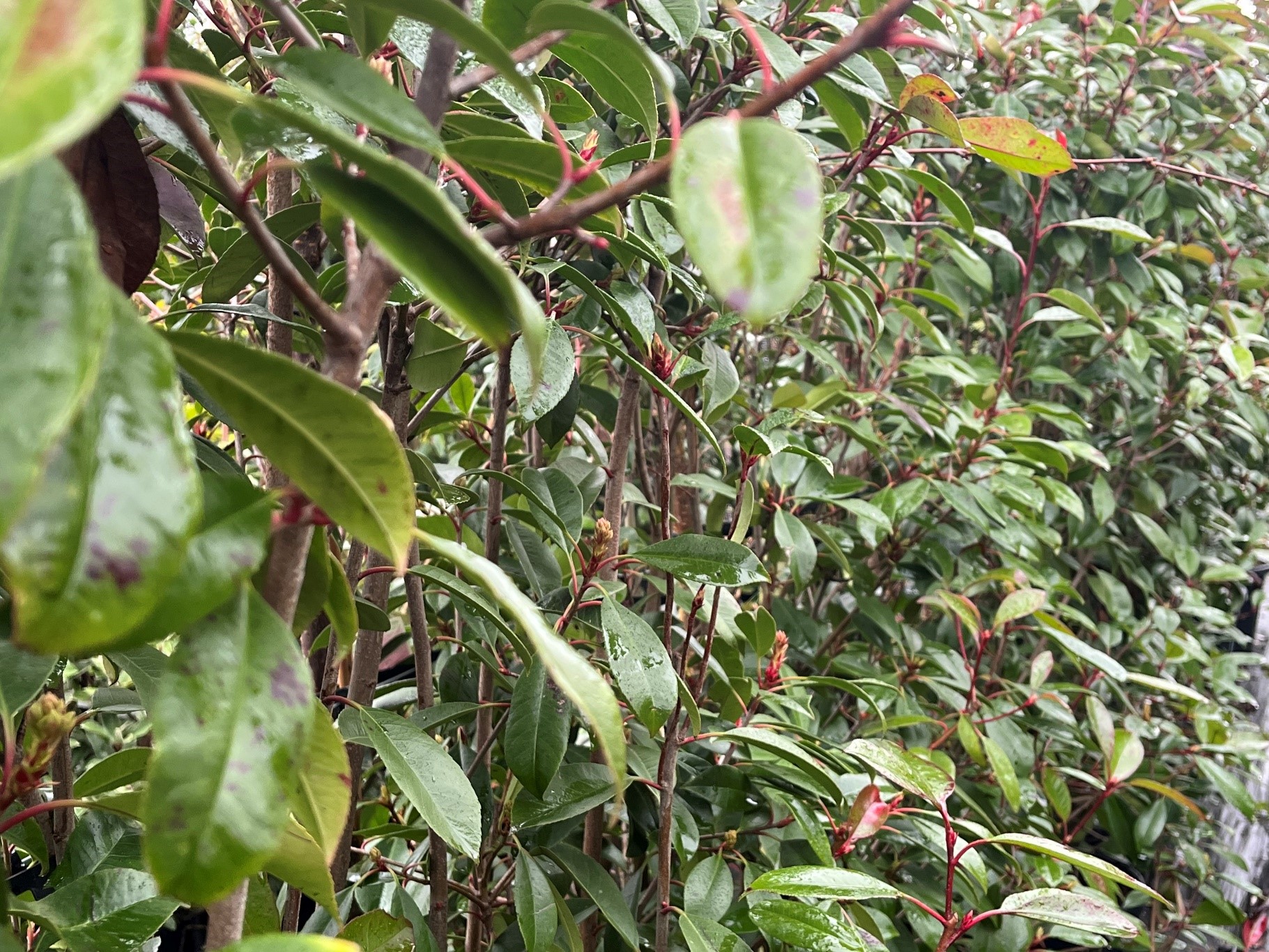 Photinia Red Robin instant hedge