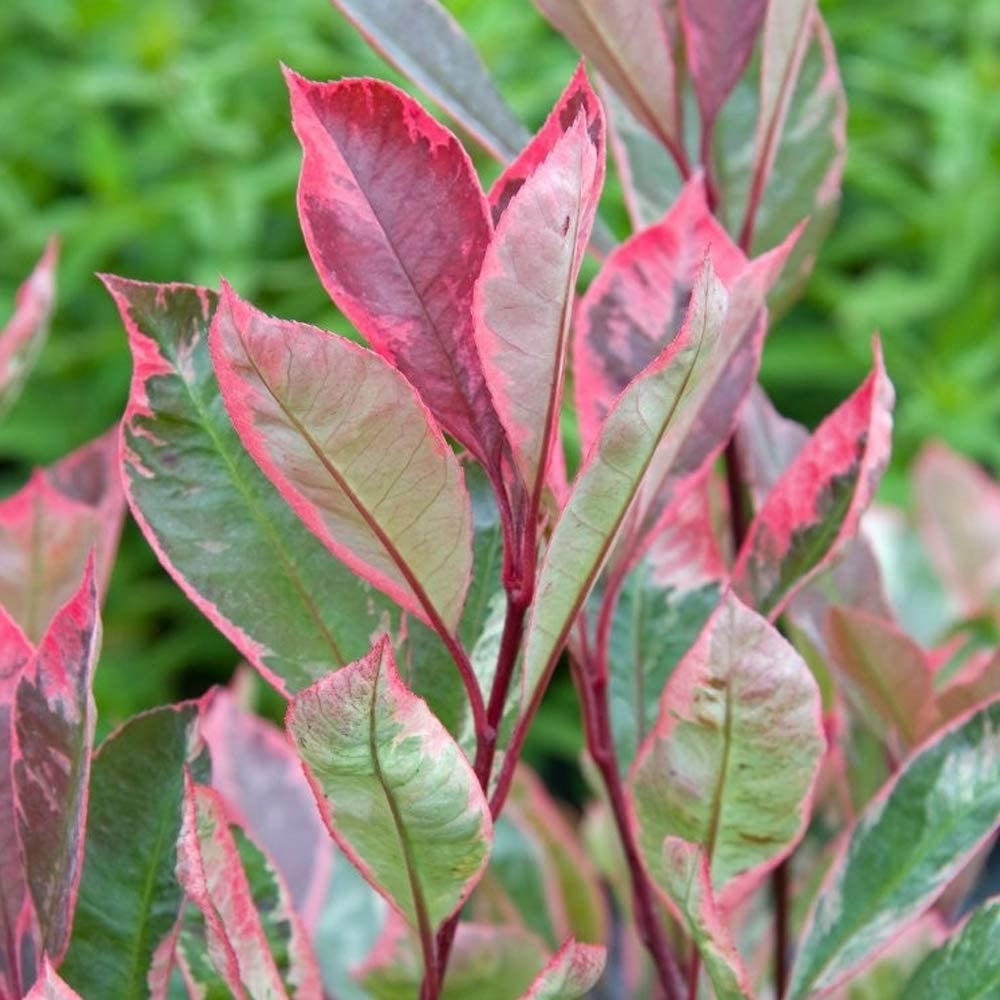 Photinia Louise leaves