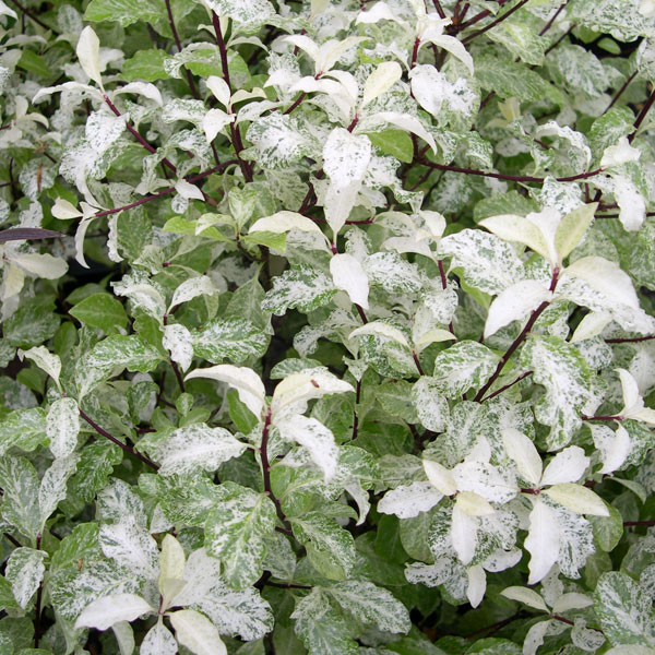 Pittosporum - Alternate hedging