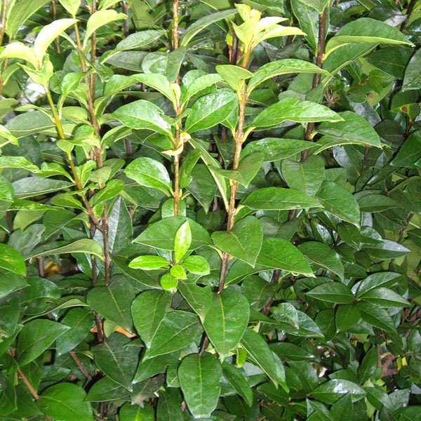 Ligustrum ovalifolium - Privet hedging