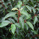 Prunus lusitanica -  Portugese Laurel