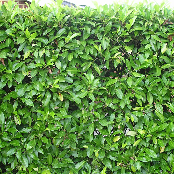 Evergreen Hedge Plants