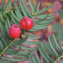 cupressocyparis leylandii - green