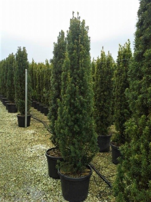 Taxus baccata Yew hedge