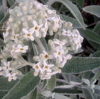 Cottage Garden Plants