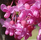 Cercis Lavender Twist