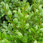 Buxus hedging