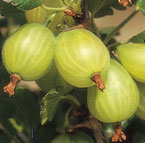 Gooseberries