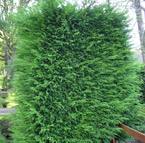 Leylandii Hedging