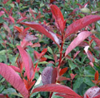 Photinia Hedging