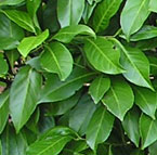 Laurel Hedging