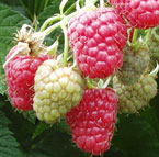 Raspberries