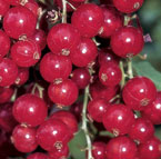 Redcurrant and whitecurrant