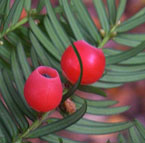 Taxus & Thuja Hedging