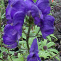 Aconitum