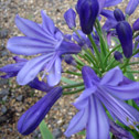 Agapanthus