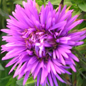 Aster