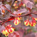 Berberis