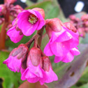 Bergenia