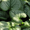 Brunnera