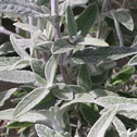 Buddleja