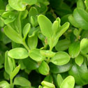 Buxus