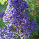 Ceanothus