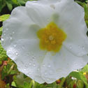 Cistus