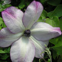 Clematis