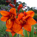 Crocosmia