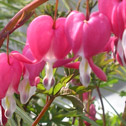 Dicentra