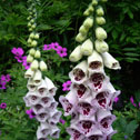 Digitalis