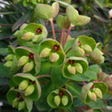 Euphorbia